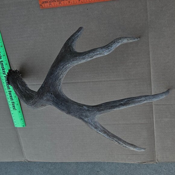 Genuine Mule Deer Shed Antler - Picture 7 of 14
